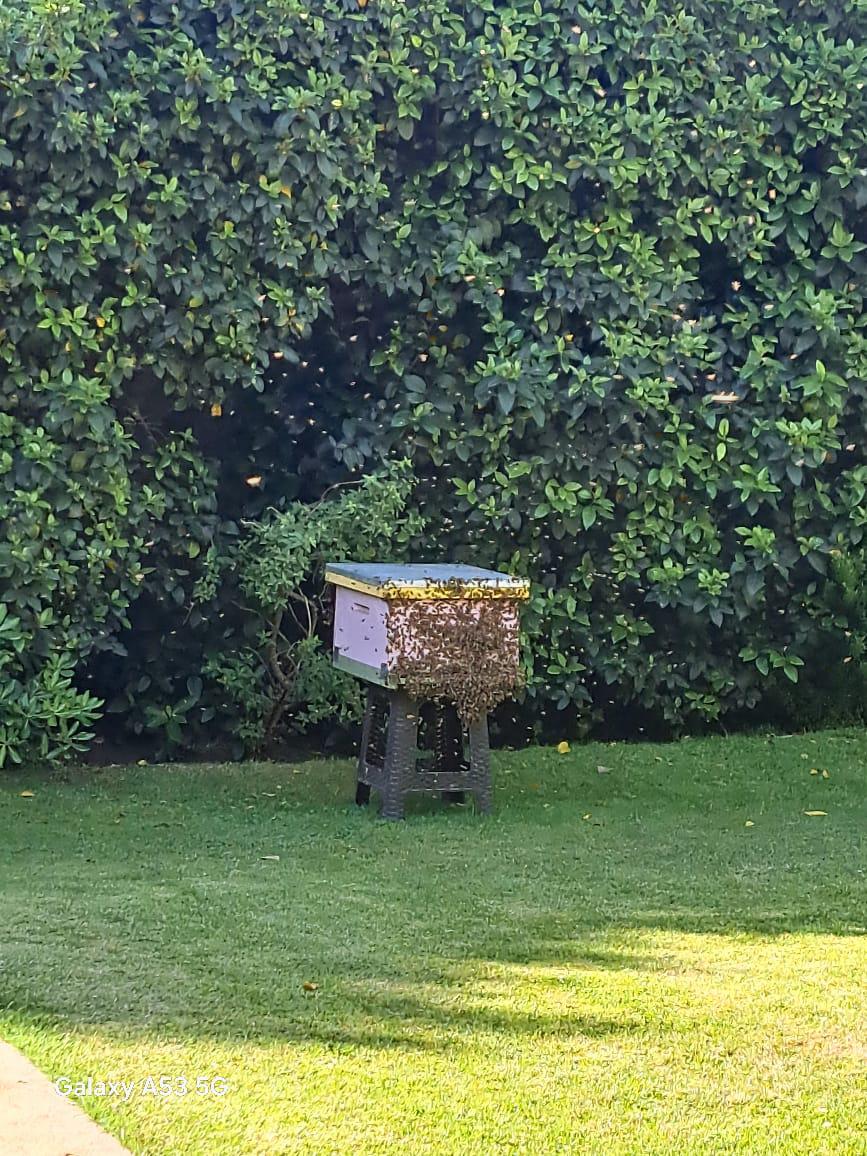 Control y Rescate de Abejas